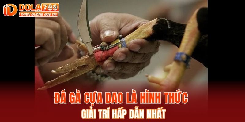 Đá gà cựa dao là hình thức giải trí hấp dẫn nhất
