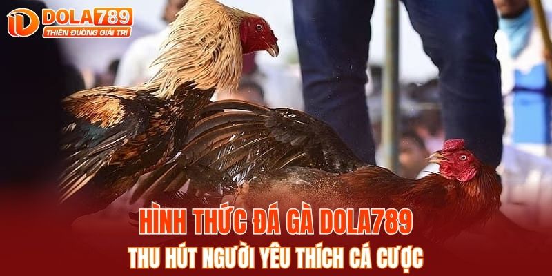 Khám phá các hình thức đá gà thu hút người yêu thích cá cược