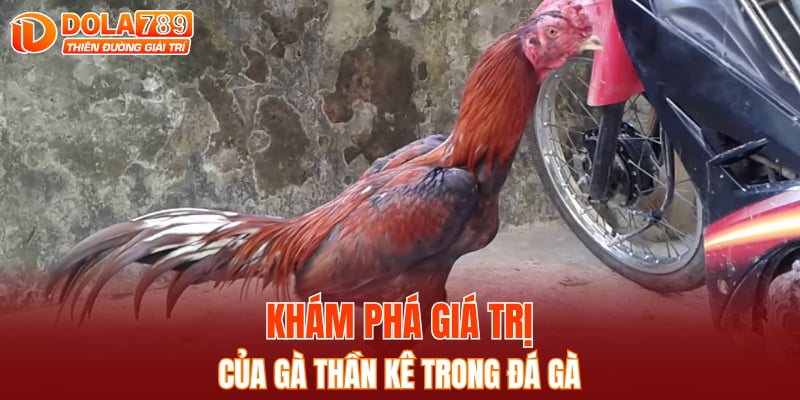 Khám phá giá trị của gà Thần kê trong đá gà