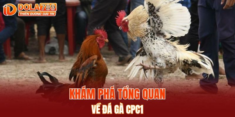 Khám phá tổng quan về đá gà CPC1