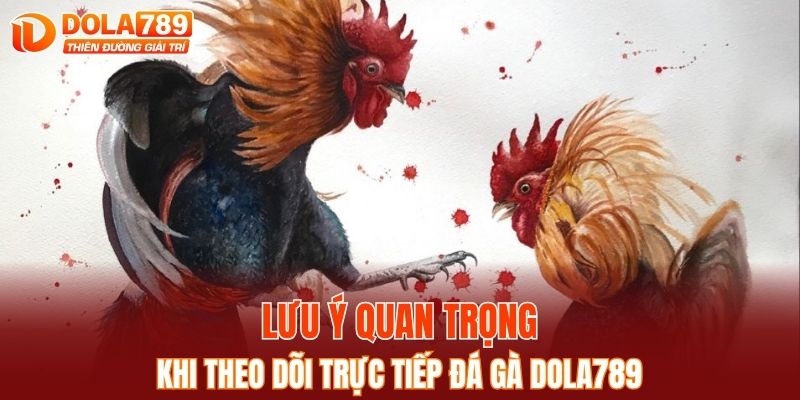 Lưu ý quan trọng khi theo dõi trực tiếp đá gà DOLA789