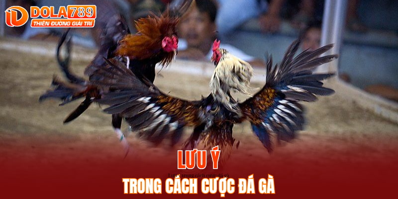 Lưu ý trong cách cược đá gà