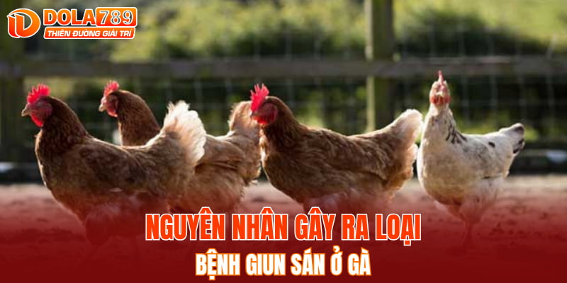 Nguyên nhân gây ra loại bệnh giun sán ở gà