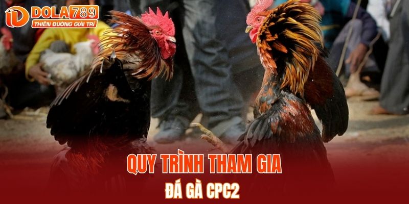 Quy trình tham gia đá gà CPC2
