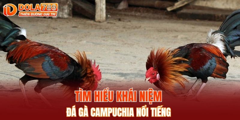 Tìm hiểu khái niệm đá gà Campuchia nổi tiếng
