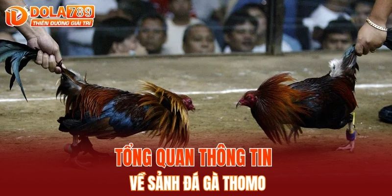 Tổng quan thông tin về sảnh đá gà Thomo